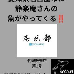 【日本初】静楽庵代理販売店第1号店‼️♢名古屋改良メダカ直…