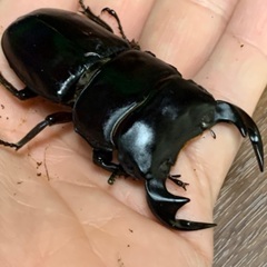 色んな種類のクワガタ、カブトムシ！珍しい種類や外国産も！お子さんのプレゼントに！の画像