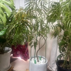 エバーフレッシュ植物のみ