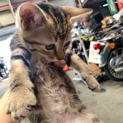 リスみたいな毛皮をきた男の子