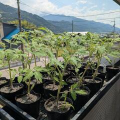 自然農　固定種　野菜　ブラックチェリーミニトマト　苗