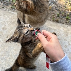 里親募集 メス子猫
