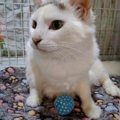 ☆もふもふ長毛イケメン (テト君)