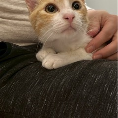 イジメられて保護されました😹チャシロのいずみ君4か月くらい