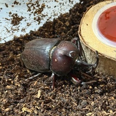 カブトムシ（2025年生まれ）