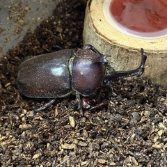 国産カブトムシ（2025年生まれ）の画像