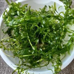 [取引中]ホテイアオイあげますの画像