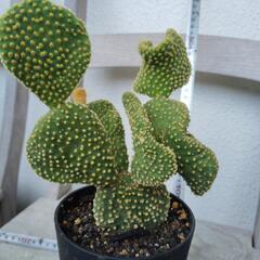 多肉植物