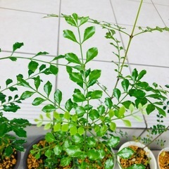 シマトネリコを格安でお譲り致します。庭木・苗木・植木・観葉植物の画像