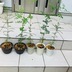 ランキングキーワードに紐づく投稿画像-観葉植物