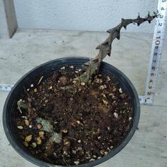 多肉植物　の画像