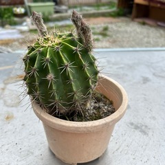植物の画像