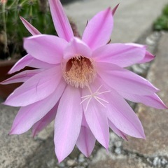 植物の画像