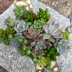 多肉植物カット苗