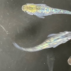 メダカ　オーロラブラックラメ　7匹＋α