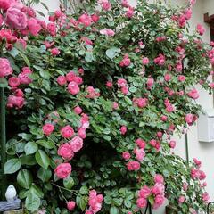 写真の薔薇の挿し穂５本