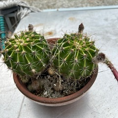 植物の画像