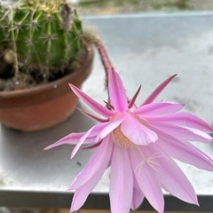植物の画像