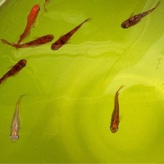 お外育ち　楊貴妃ブチ、オーロラメダカのブチなどなどの画像