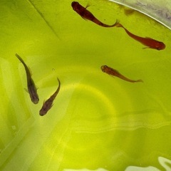 お外育ち　楊貴妃ブチ、オーロラメダカのブチなどなどの画像