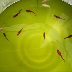 お外育ち　楊貴妃ブチ、オーロラメダカのブチなどなどの画像