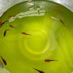 お外育ち　楊貴妃ブチ、オーロラメダカのブチなどなどの画像