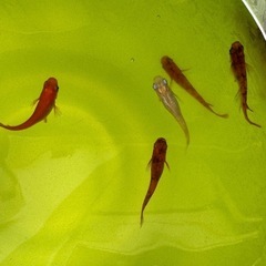 お外育ち　楊貴妃ブチ、オーロラメダカのブチなどなどの画像