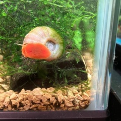 レッドラムズホーン