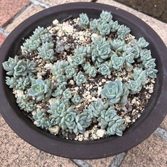 白牡丹群生