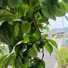 青梅   6/2午後以降取りに来られる方