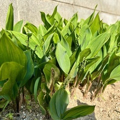 鈴蘭　スズラン　すずらん　抜き苗　５株　根付きの画像