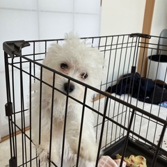 チワプー