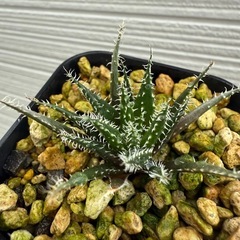 植物　アロエ　世界最小　ハオルチオイデスの画像