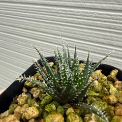 植物　アロエ　世界最小　ハオルチオイデスの画像