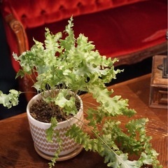 観葉植物　フレボディウム・ダバナ　高さ45cm　おしゃれな5号の鉢と受け皿付きの画像
