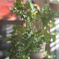 観葉植物　フレボディウム・ダバナ　高さ45cm　おしゃれな5号の鉢と受け皿付きの画像