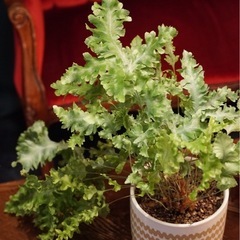 観葉植物　フレボディウム・ダバナ　高さ45cm　おしゃれな5号の鉢と受け皿付きの画像