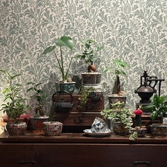 観葉植物　フレボディウム・ダバナ　高さ45cm　おしゃれな5号の鉢と受け皿付きの画像