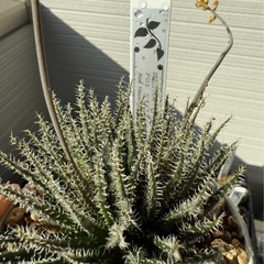 植物　アロエ　世界最小　ハオルチオイデスの画像