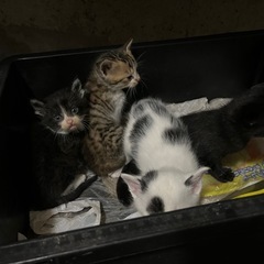 緊急！野良子猫