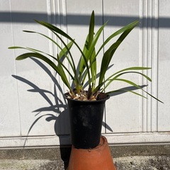 金稜辺（きんりょうへん）の鉢植えを譲って下さい。