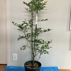 ブルーベリー実付き苗 （サザンハイブッシュ系）ガルフコースト