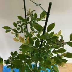 ブルーベリー実付き苗 （サザンハイブッシュ系）ガルフコーストの画像