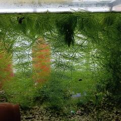 [水草]　マツモ　１０本ほど