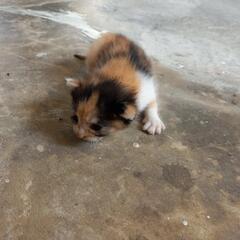 子猫　多分生まれたばかり？
