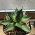 ランキングキーワードに紐づく投稿画像-多肉植物