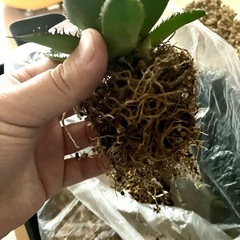 アガベ　ホリダ　チタノタ　陽炎　　多肉植物　観葉植物