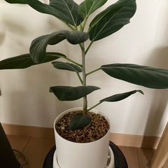 ベンガレンシス　鉢ごとの画像