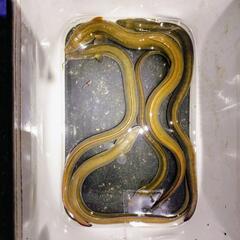 ミミズ4の画像