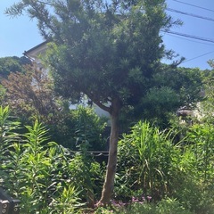 庭木